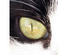 Cats Eye Closeup