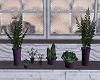 Retreat / Plants