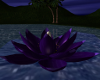 (T)Meditation Lotus 2