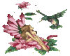 Hummingbird fairy