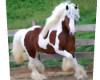 Horse-Brown an White