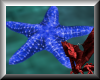 Tempermental Starfish
