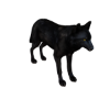 Black Wolf