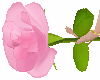 🌷​ Rose with Poses