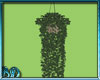 Greek Hanging Ivy