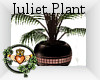 ~QI~ Juliet Plant