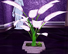 lilac Plant