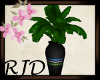 Dreams Plant Vase