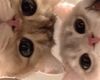 Adorable Duo Kittens
