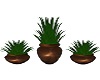  3 plants with brown pot