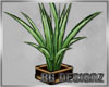 [BG]VIP Palm Plant