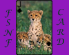 Cheetah Cubs Card