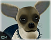 K| Q.Buddy the Chihuahua