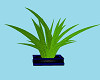 Blue n black plant