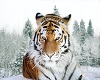hamaca tigresa