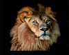 (216) Lion Tattoo