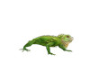 Poseless Lizard