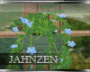J* Ohana Plants