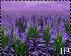 Violets Flowers Field