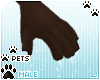 [Pets] Kimi | claws