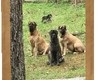 the pups