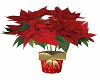 Christmas Poinsettia 
