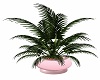 Pink Pot Indoor Plant 3