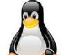 Cute Little Penguin