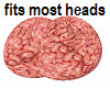 TF GA brain in head