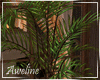 Last Moments Plant