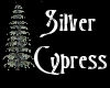 ~ Silver Cypress