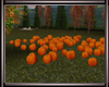 *L* Pumpkin Patch