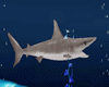 ANIM Shark