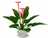 Potted Pink Calla Lilly