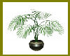 Gig-Palm Pot