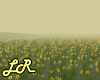 Sunflower Field PH