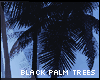 ::s black palm trees