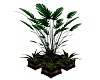 Warm Clubscene Plant
