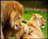 ".Lion Poster."Family S