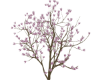 MagnoliaTree