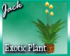 Exotic Derivable Plant