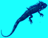 Other Blue Iguana