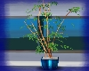 (VM) Bamboo Plant