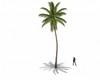 animated palm