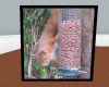 Red squirrel at feeder