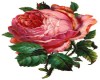 Pink Cabbage Rose