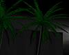 Minimalist Palm / Black