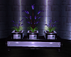 lilac surprise plant
