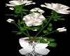 White Roses ~