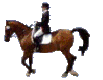 Horse in Dressage Rider